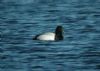 Scaup at Paglesham (Steve Arlow) (64635 bytes)